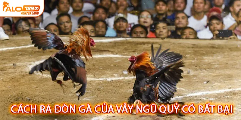 Cách ra đòn của gà có vảy ngũ quỷ bất bại