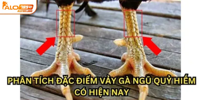 Vảy gà ngũ quỷ là gì?