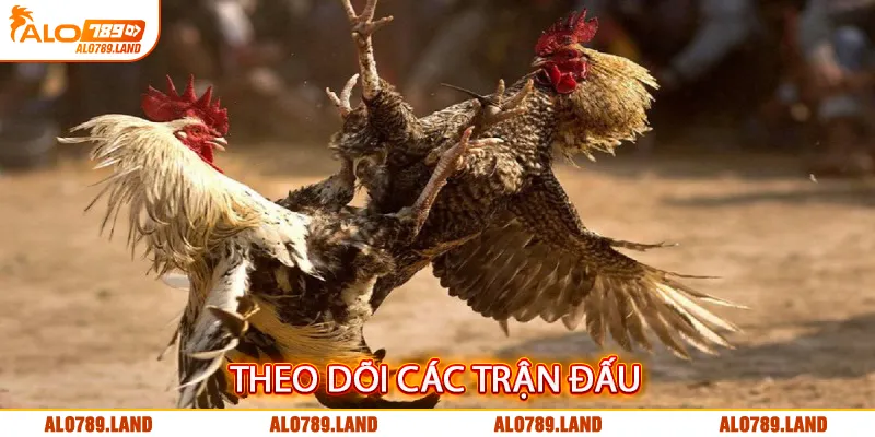 Theo dõi trận đấu sát sao từ những phút đầu tiên để nhận biết phong độ của gà