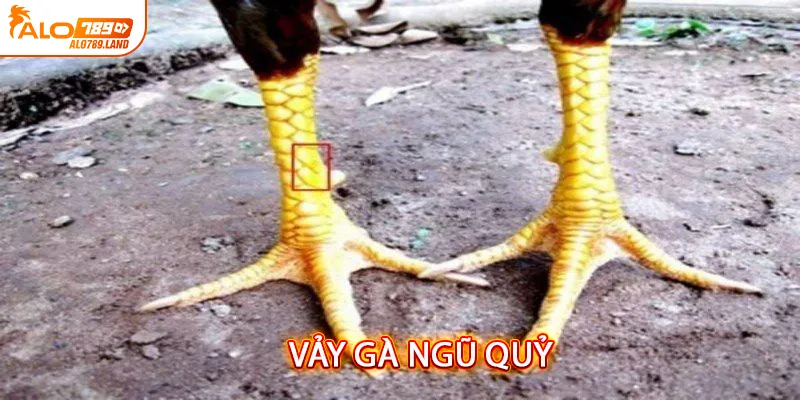 Vảy Gà Ngũ Quỷ